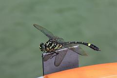 504-Guilin,fiume Li,14 luglio 2014